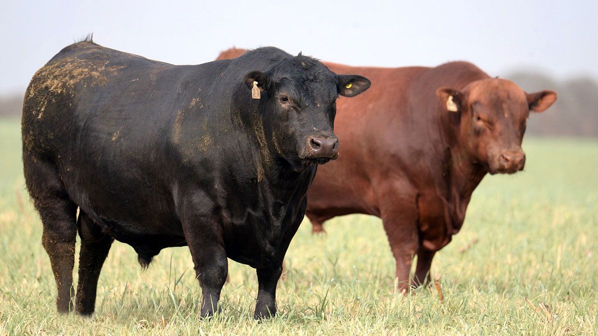 El programa Evaluación de Reproductores Angus creció más del 80% en 10