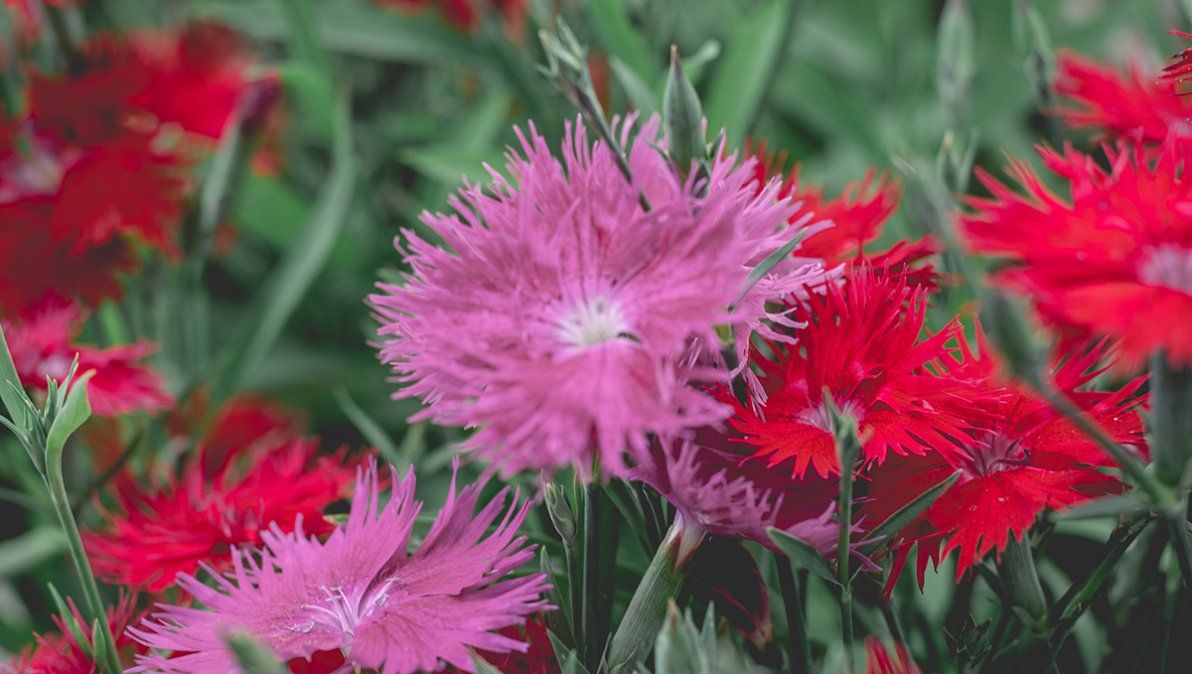 Aprovecha la cuarentena para hacer jardinería