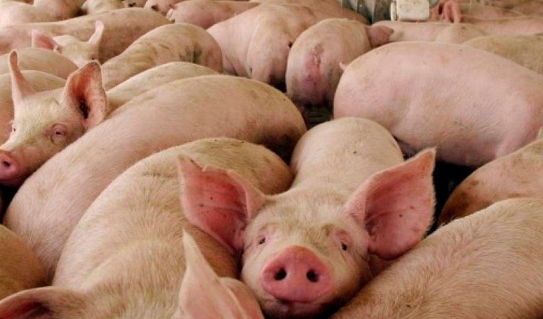 Prohíben en La Pampa la venta de cerdos de EE.UU.