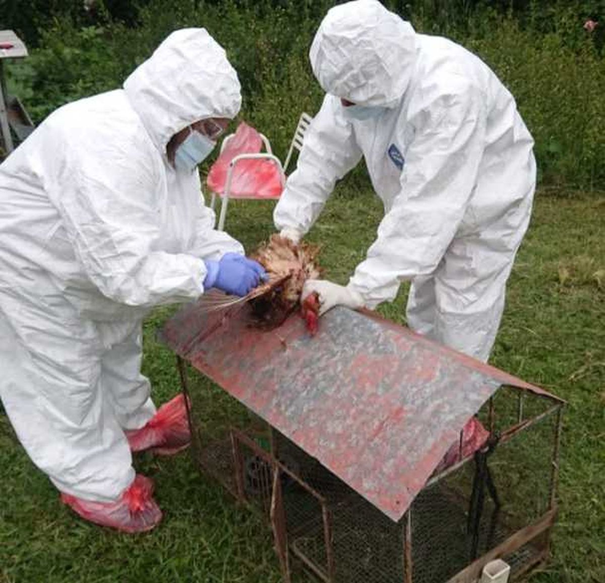 Confirman el primer caso humano de gripe aviar en Chile