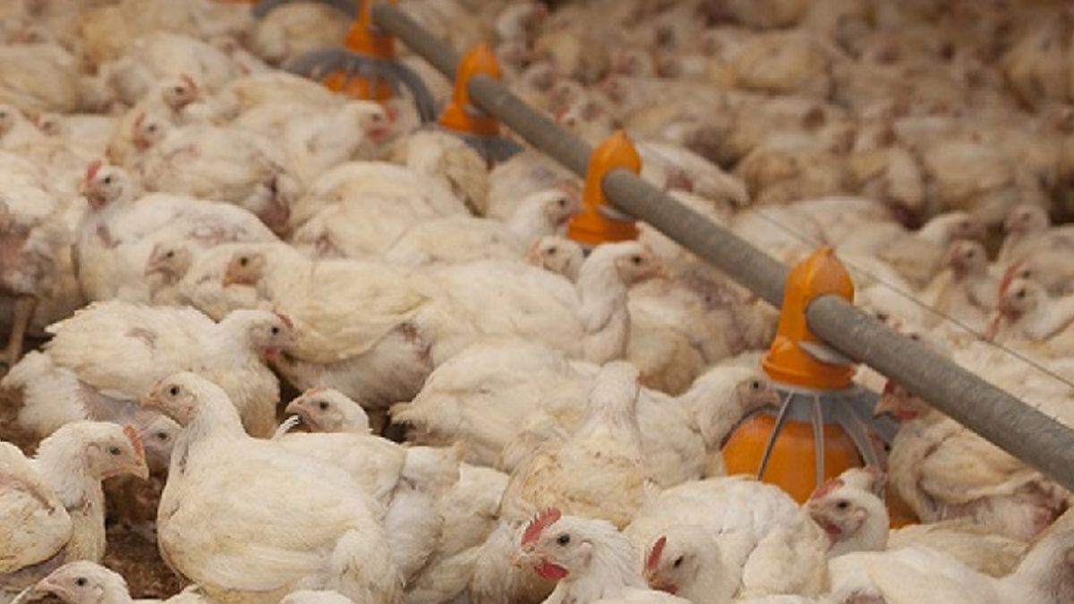 La influenza aviar tipo A es una enfermedad contagiosa de declaración obligatoria