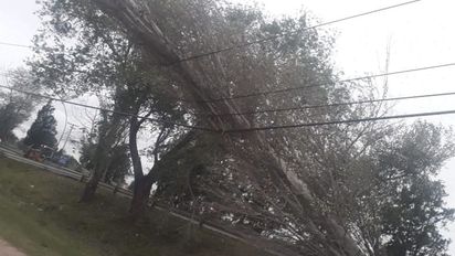 Temporal de viento en Córdoba: hubo destrozos y caída de árboles