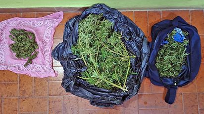 Aprehenden a tres jóvenes con más de 400 cogollos de marihuana en Adelia