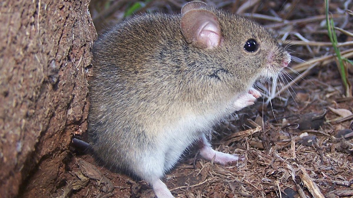 Los roedores Calomys musculinus actúan como reservorio del virus. 
