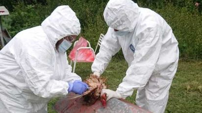 Influenza aviar: ¿está en riesgo la industria avícola?