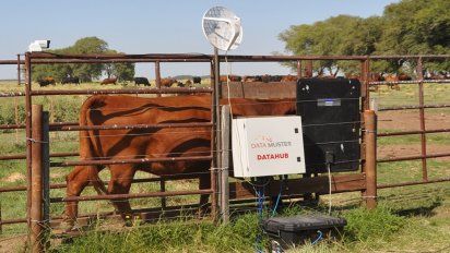 El INTA pone a punto una balanza inteligente para vacas