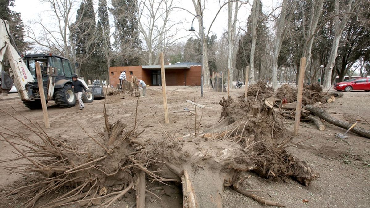 Fuerte polémica en el Concejo por la tala de árboles en el Parque