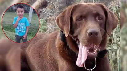 Murió Nerón, uno de los perros que encontró rastros de Loan en Corrientes