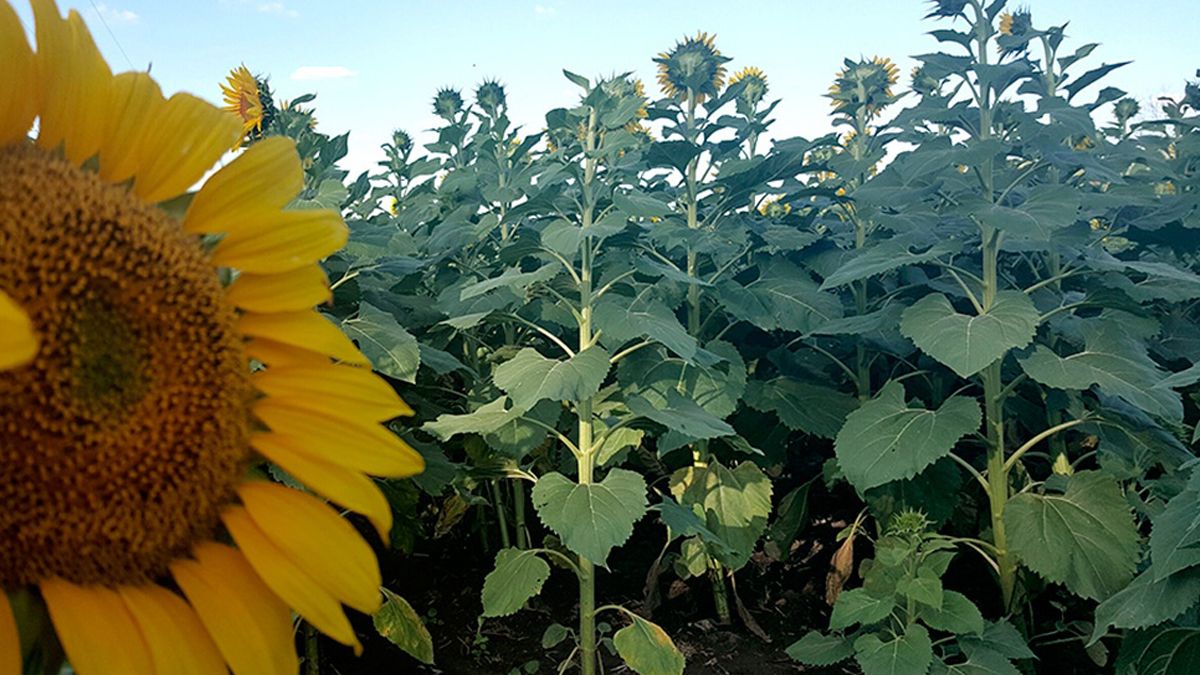 Crece el consumo mundial de aceite de girasol e impulsa la siembra de la  oleaginosa en la Argentina