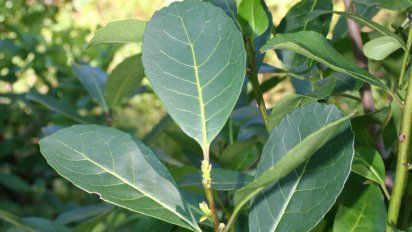 Agricultura fijó el precio de la materia prima de yerba mate