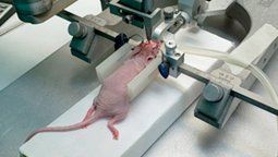 unrc: desarrollan nanoparticulas que logran matar celulas cancerigenas