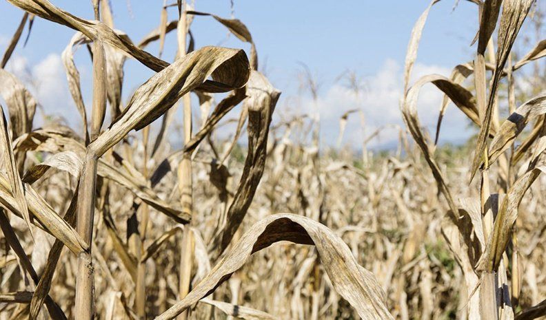 El gobierno de Córdoba oficializó la Emergencia Agropecuaria por sequía