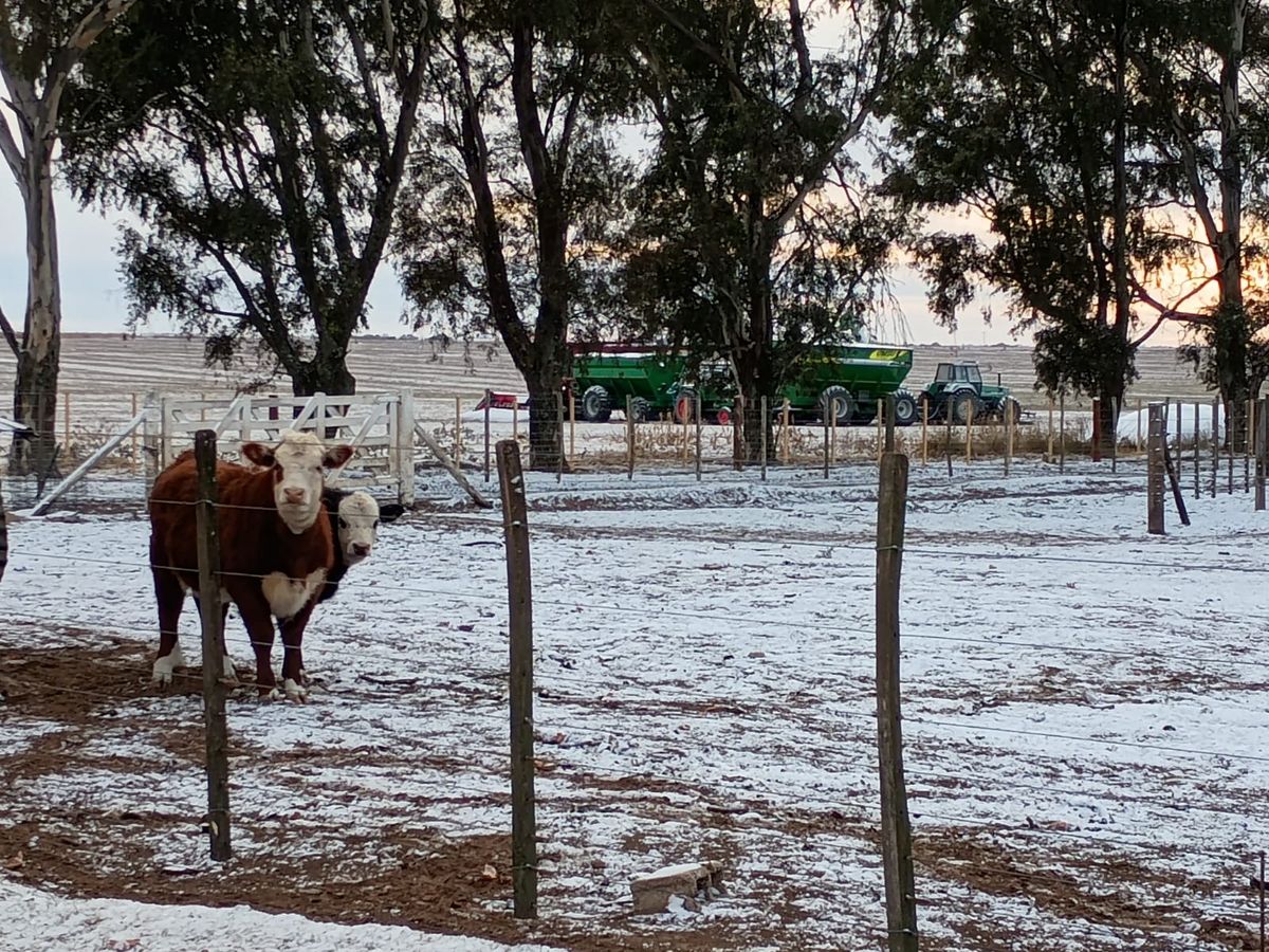 Postales de la nieve en los campos de la región