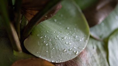 Construyen la primera base de datos sobre la transpiración de las plantas