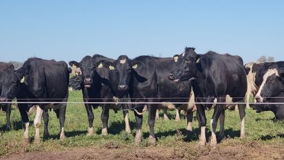 El INTA desarrolló la primera vacuna del mundo para combatir el virus de la Leucosis Bovina