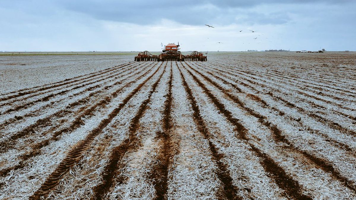 La siembre de maíz comenzó en algunas zonas de la Argentina aunque la opción de los tardíos parece volver a imponerse.