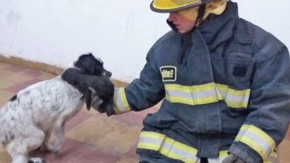 Alertó que sus cachorros cayeron a un pozo y Bomberos logró rescatarlos