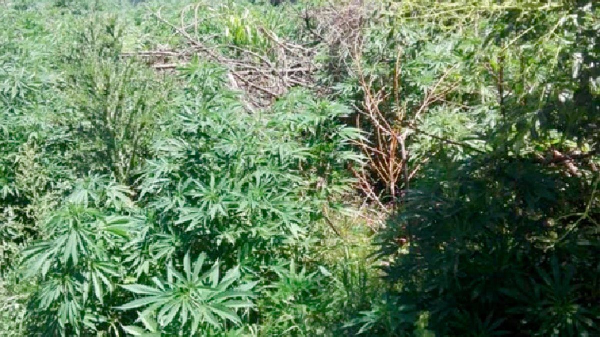Las plantas de Cannabis sativa fueron secuestradas por la FPA.