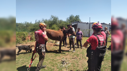 Rescatan a un equino de un pozo de más de tres metros