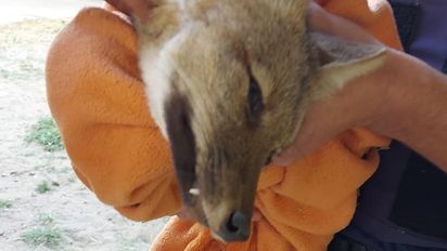 Regresan a su hábitat, al zorro que fue encontrado en un patio