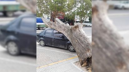 Un automóvil fue aplastado por un árbol frente a Cardinales