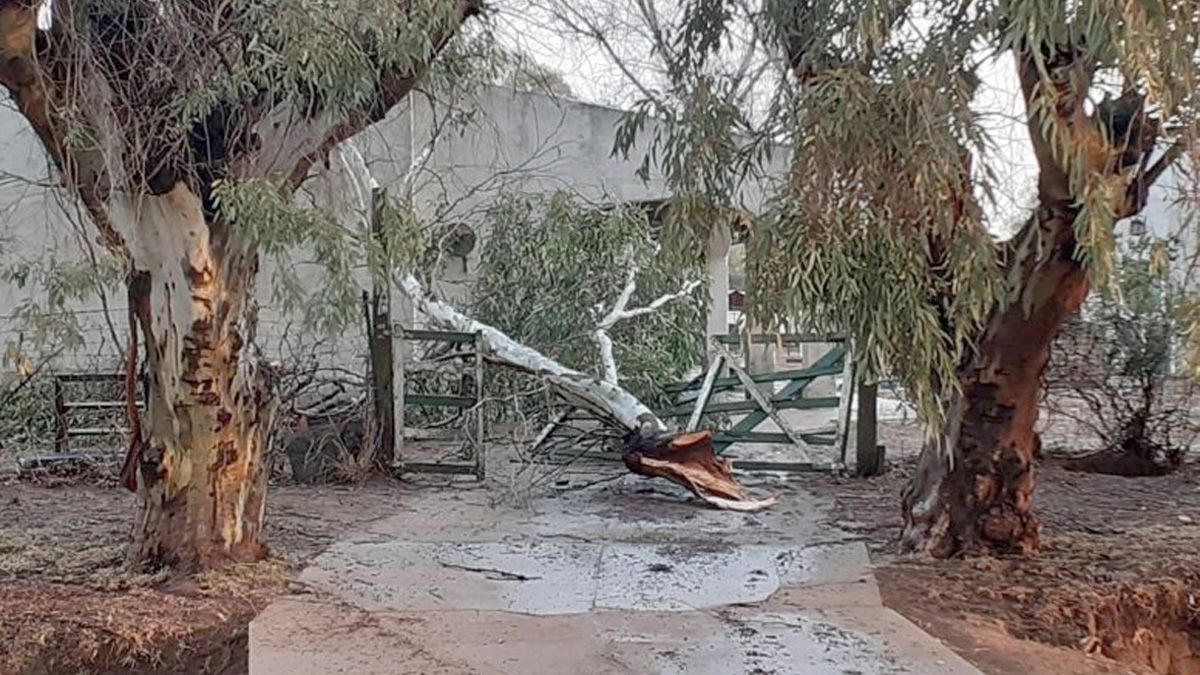 Grandes ramas de eucaliptus cayeron sobre el techo de una vivienda.