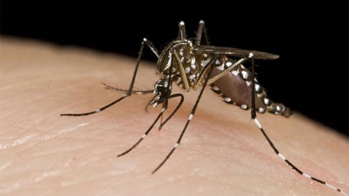 Se refuerza la campaña para prevenir el dengue.