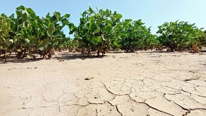 En medio de La Niña, Córdoba lidera los rindes de soja y maíz