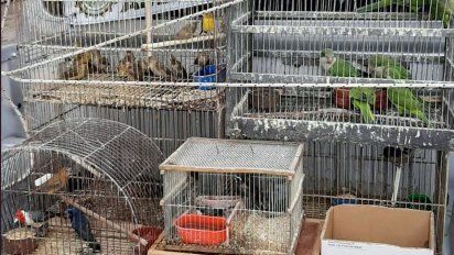 Rescate de aves en una forrajería: meses atrás, Policía Ambiental ya había secuestrado 160 ejemplares