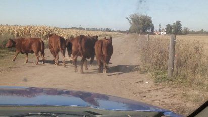 Tres Acequias: recuperan vacas robadas en un campo de la zona