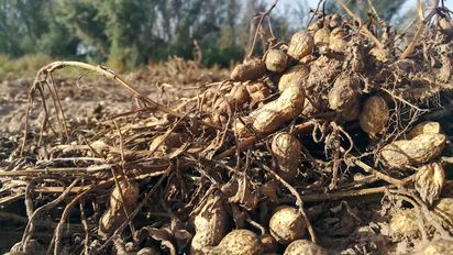 Maní, con buenas prácticas, no impacta en el medio ambiente
