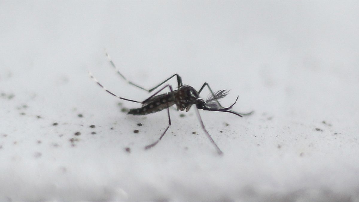 Córdoba registra 125 casos de dengue y 25 de chikungunya