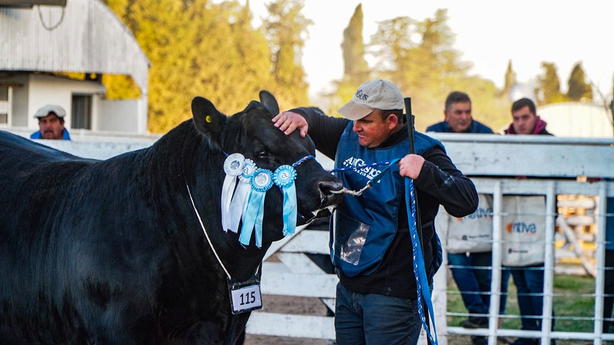 El gran toro Angus que fue coronado gran campeón macho de la Exposición de la Sociedad Rural de Río Cuarto.