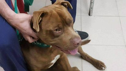 El ataque de un pitbull reavivó el debate por la tenencia de animales 