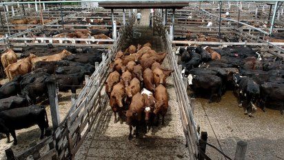 El Plan Ganadero nace con críticas: para Schiaritti