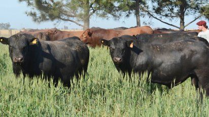 Con la llegada de animales, inicia la muestra ganadera virtual de la Rural