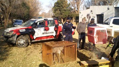 Secuestran especies exóticas valuadas en 150 mil pesos en un campo de Leguizamón