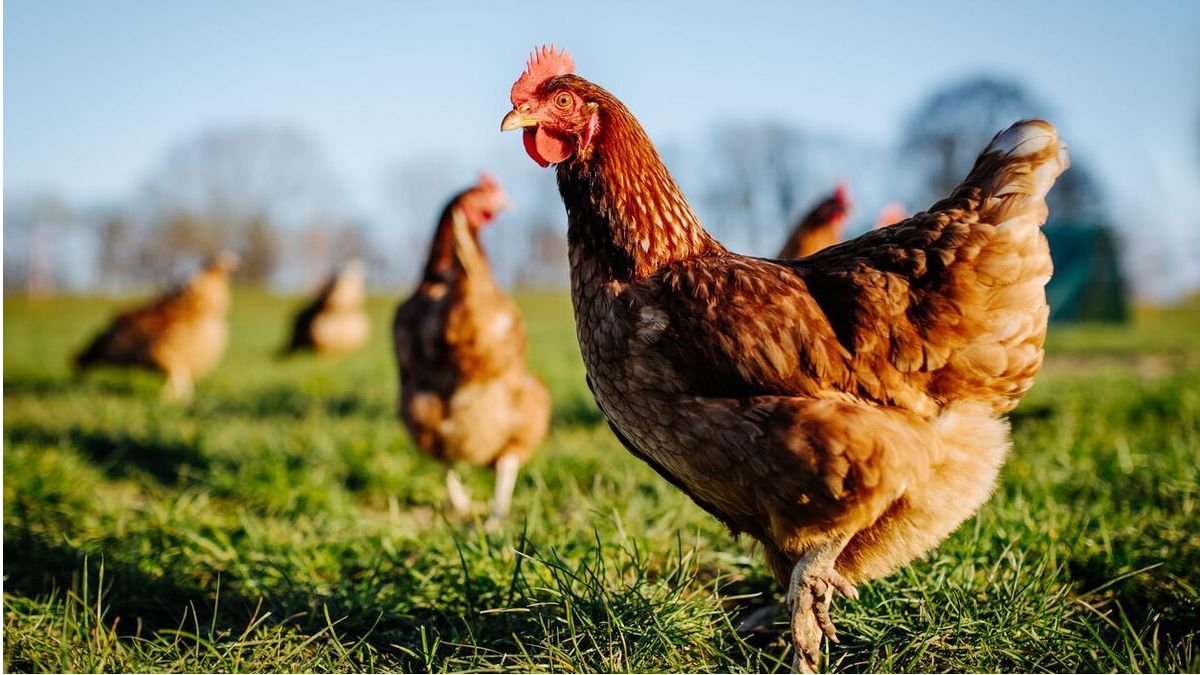 No se registraron nuevos casos de influenza aviar en los dos últimos días
