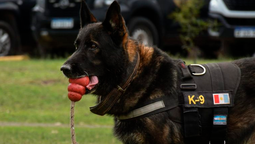 se retira buster, el perro antinarcoticos de la fpa con 100% de efectividad