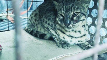 Liberaron a un gato montés luego de ser rescatado por la patrulla ambiental de la ciudad