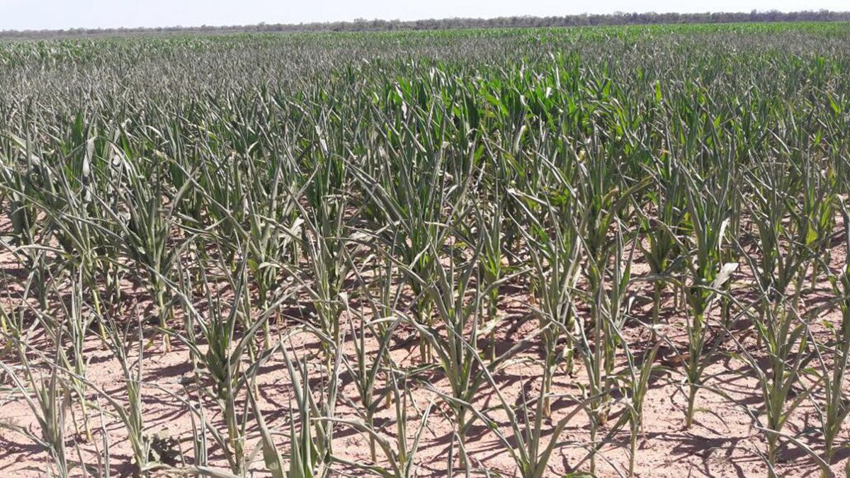 Preocupación por el impacto de la sequía en la producción agrícola.