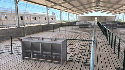 Una inversión millonaria en el norte cordobés que confirma el buen momento del cerdo