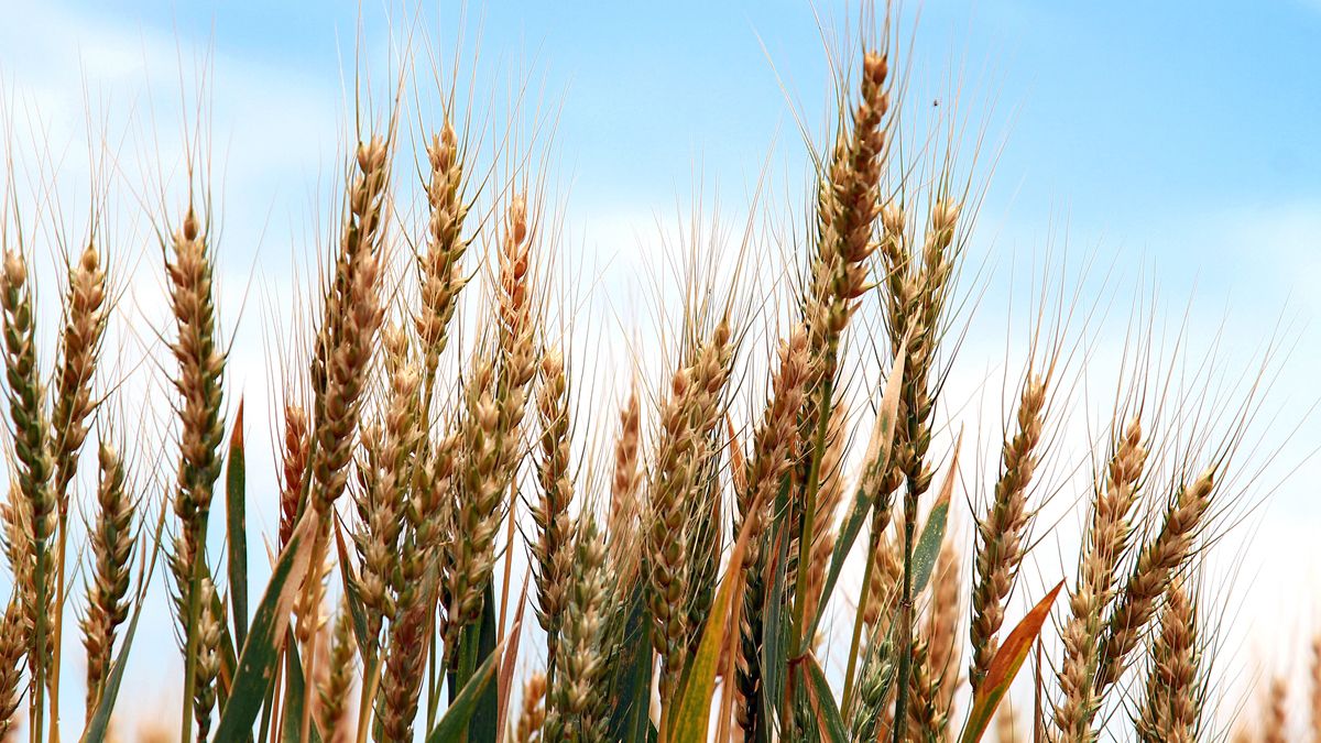 El trigo tendría muy buenas condiciones para desarrollarse la próxima campaña que arranca en breve.