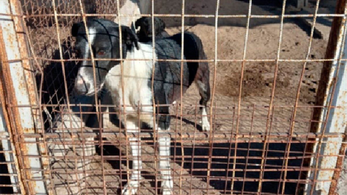 Más de 50 perros son contenidos en el refugio animal de Huinca.