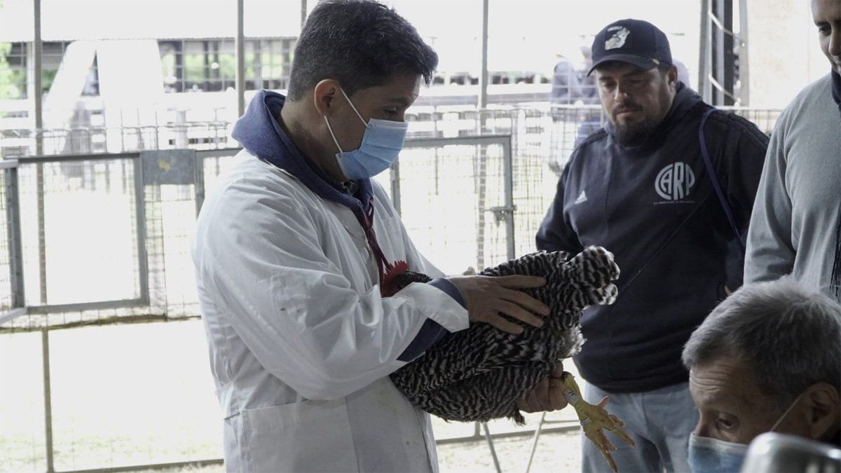 Los animales de granja