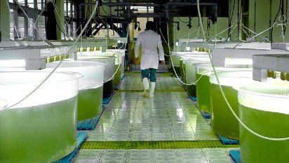 Carta al Presidente para que salve los biocombustibles
