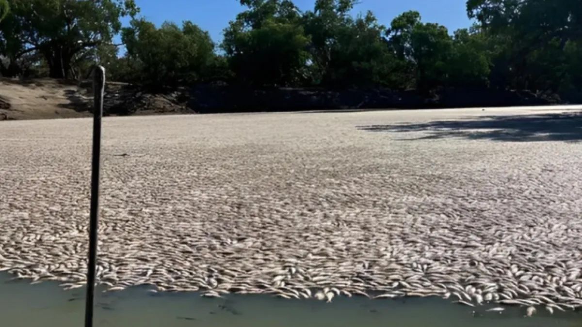 Australia: Millones de peces muertos y en estado decreciente putrefacción bloquearon esta semana un tramo del río Darling cerca de la localidadde Menindee