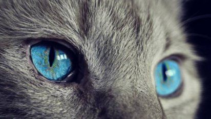 ¿Por qué se celebra hoy el Día Internacional del Gato?