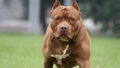 Tres perros pitbulls atacaron a un nene de 9 años en Córdoba