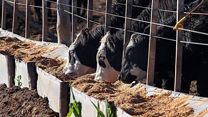 La carne, fiel a su estilo, dio un salto al trasladar el efecto del dólar maíz